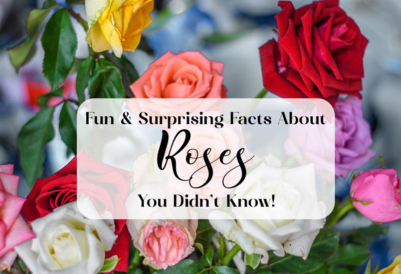 Fun & Surprising Facts About Roses You Didn’t Know!