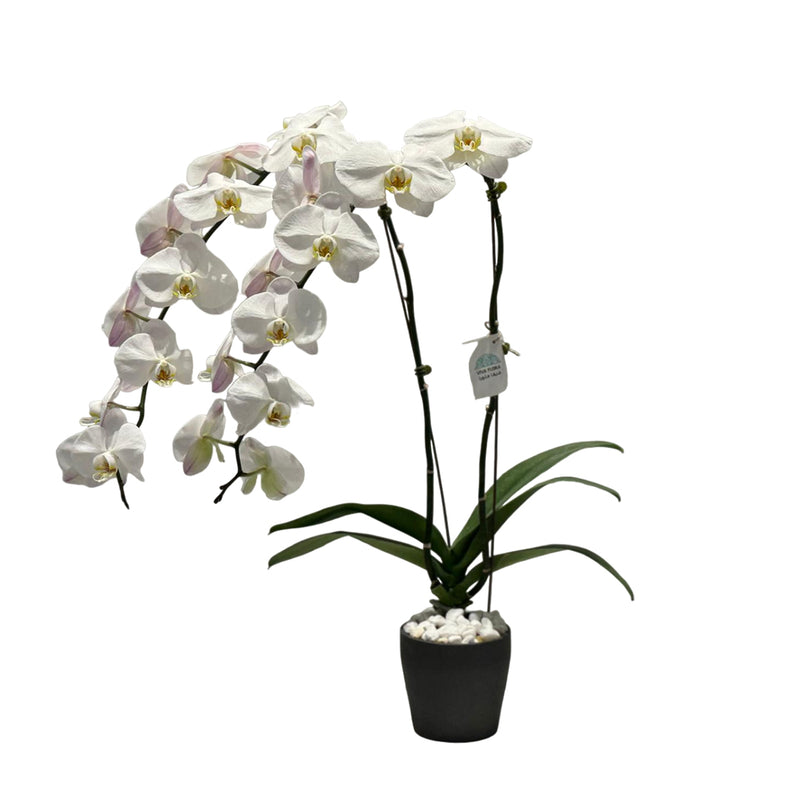 Phalaenopsis 2 Stem Plant - White