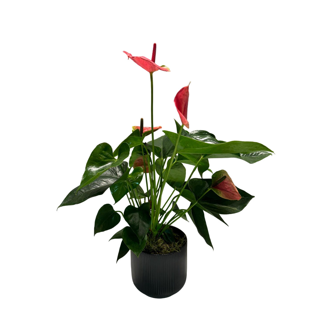 Anthurium Plant
