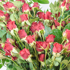 Color of Love-Fresh Flower
