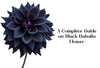 Black Dahlia Flower Guide: Care Tips and the History of Delilahs