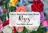  A vibrant infographic showcasing fun and surprising facts about roses, including their colors, meanings, and historical significance.