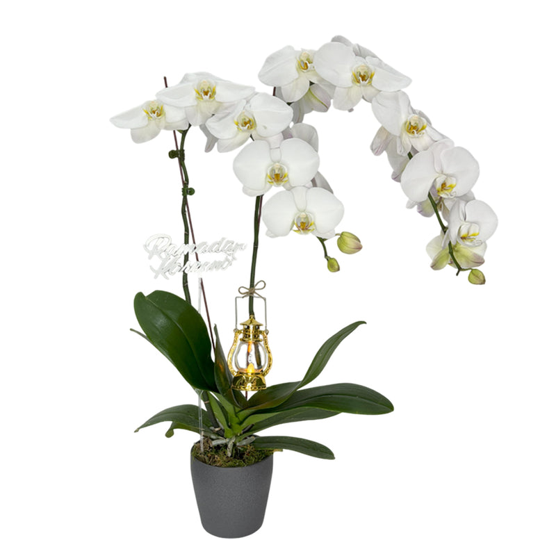 A potted white orchid plant with cascading blooms, complemented by a golden lantern.