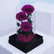 Purple Trio Forever Rose