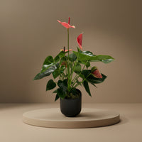 A potted Anthurium plant with glossy green leaves and pink-red flowers, displayed on a round pedestal against a dark olive background.