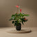 A potted Anthurium plant with glossy green leaves and pink-red flowers, displayed on a round pedestal against a dark olive background.