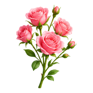 Baby Roses