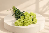 Green Carnation flowers for wholesale price range 