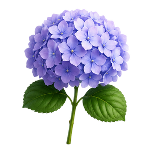 Hydrangea
