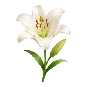 Lilies