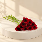 red gerbera for sale in qatar for wholesale price