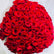 A large bouquet of vibrant red roses wrapped in white tissue paper, arranged in a rounded shape.