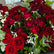A dense bouquet of deep red roses with green leaves and small white baby's breath flowers, photographed close up.