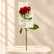 Mixed Teachers day Flowers