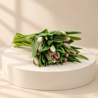 Light pink tulip for wholesale price 