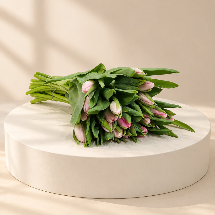 Light pink tulip for wholesale price 