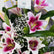 A close-up of a flower bouquet featuring white lilies with deep pink to magenta centers, green leaves, small white baby's breath, and a small card that reads 'VIVA FLORES' with Arabic text.
