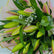 A close-up of a flower bouquet featuring pink and green lily buds, lush green leaves, and small white baby's breath flowers wrapped in pale pink paper.