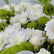A close-up bouquet of white flowers, including daisies and roses, mixed with bright green chrysanthemums, with water droplets on the petals.