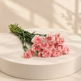 fresh pink carnation flower