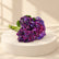 A cluster of bright Purple hydrangea flowers with green stems, arranged on a white surface against a white background.