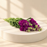A bouquet of fresh purple stock flowers with green stems and leaves, resting on a white surface.