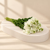 A bouquet of white stock flowers with green stems and leaves, lying on a white surface against a white background.