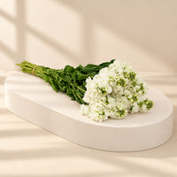 A bouquet of white stock flowers with green stems and leaves, lying on a white surface against a white background.