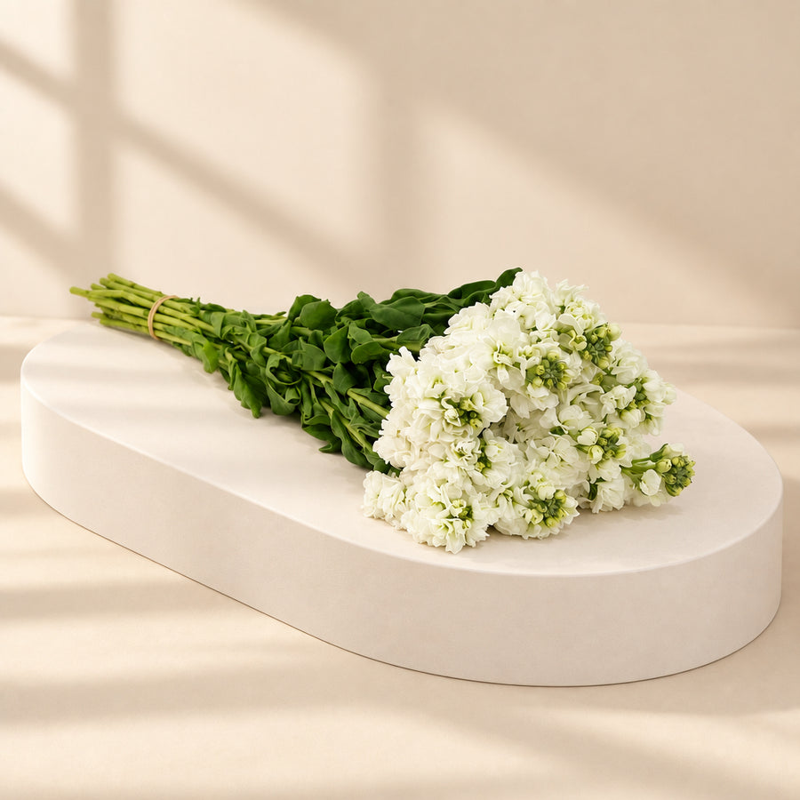 A bouquet of white stock flowers with green stems and leaves, lying on a white surface against a white background.