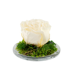 Rose Mini Dome