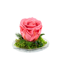 Rose Mini Dome