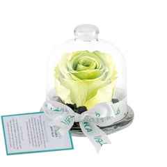 Rose Mini Dome