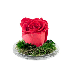 Rose Mini Dome