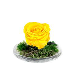 Rose Mini Dome