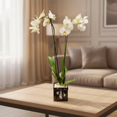 A potted white Phalaenopsis orchid plant with green leaves in a dark square vase, placed on a light wood table in a softly lit living room with a sofa and curtains in the background.
