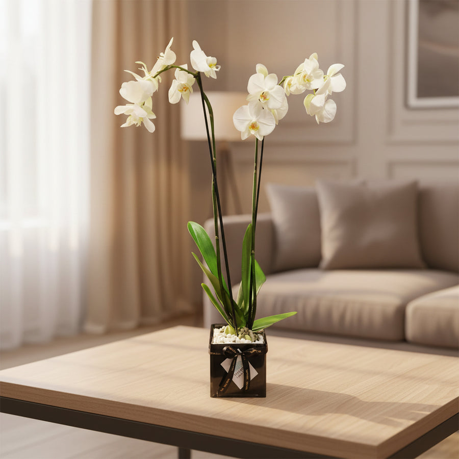 A potted white Phalaenopsis orchid plant with green leaves in a dark square vase, placed on a light wood table in a softly lit living room with a sofa and curtains in the background.